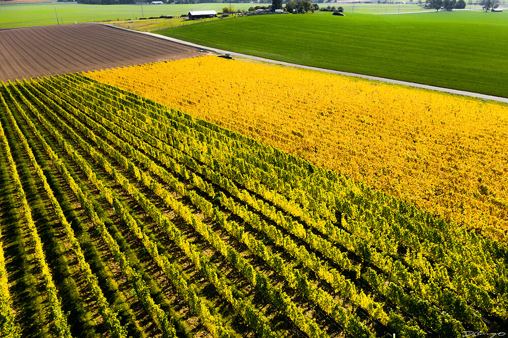 Photos with Communique Wines in McMinville, Oregon, in the Fall of 2020.
